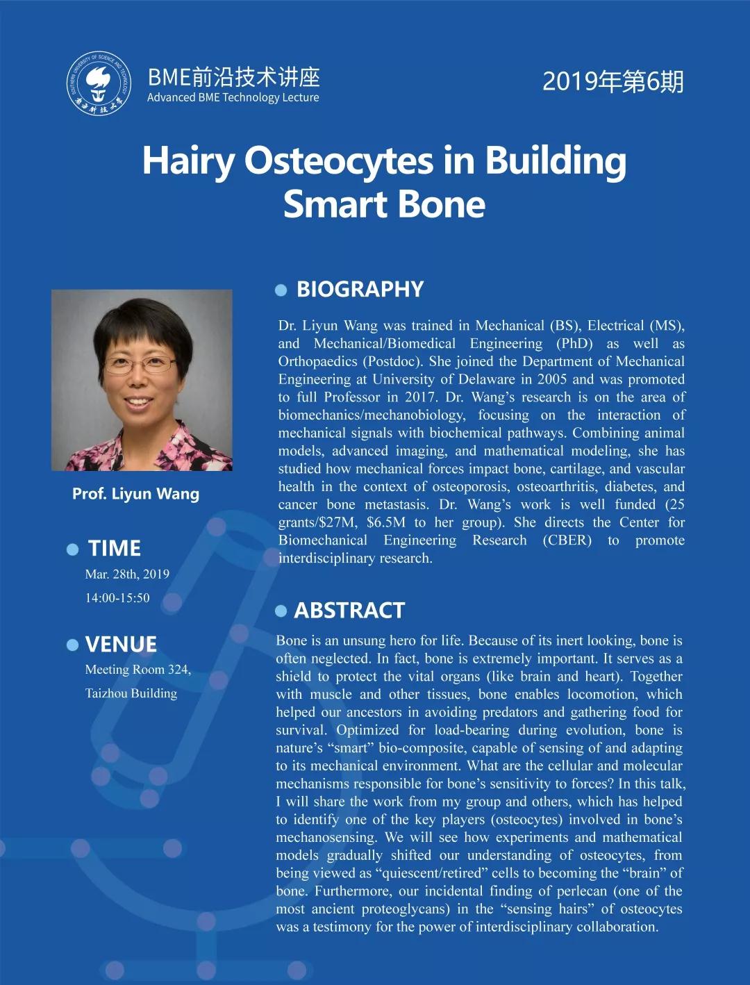 hairy osteocytes in building smart bone